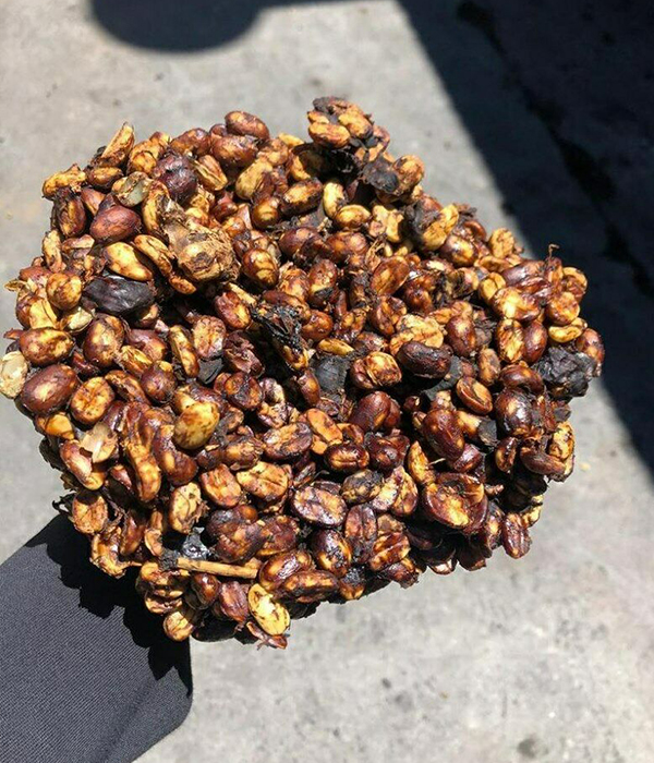 Panama Geisha (Black Honey)