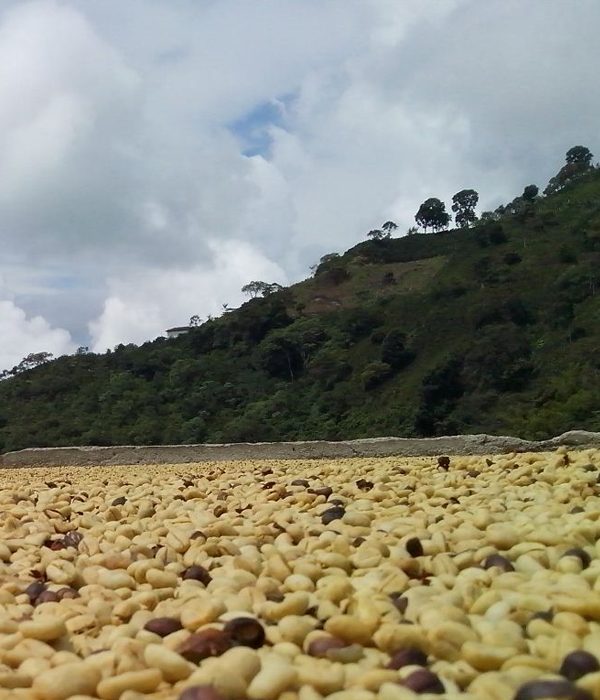 Popayan Excelso